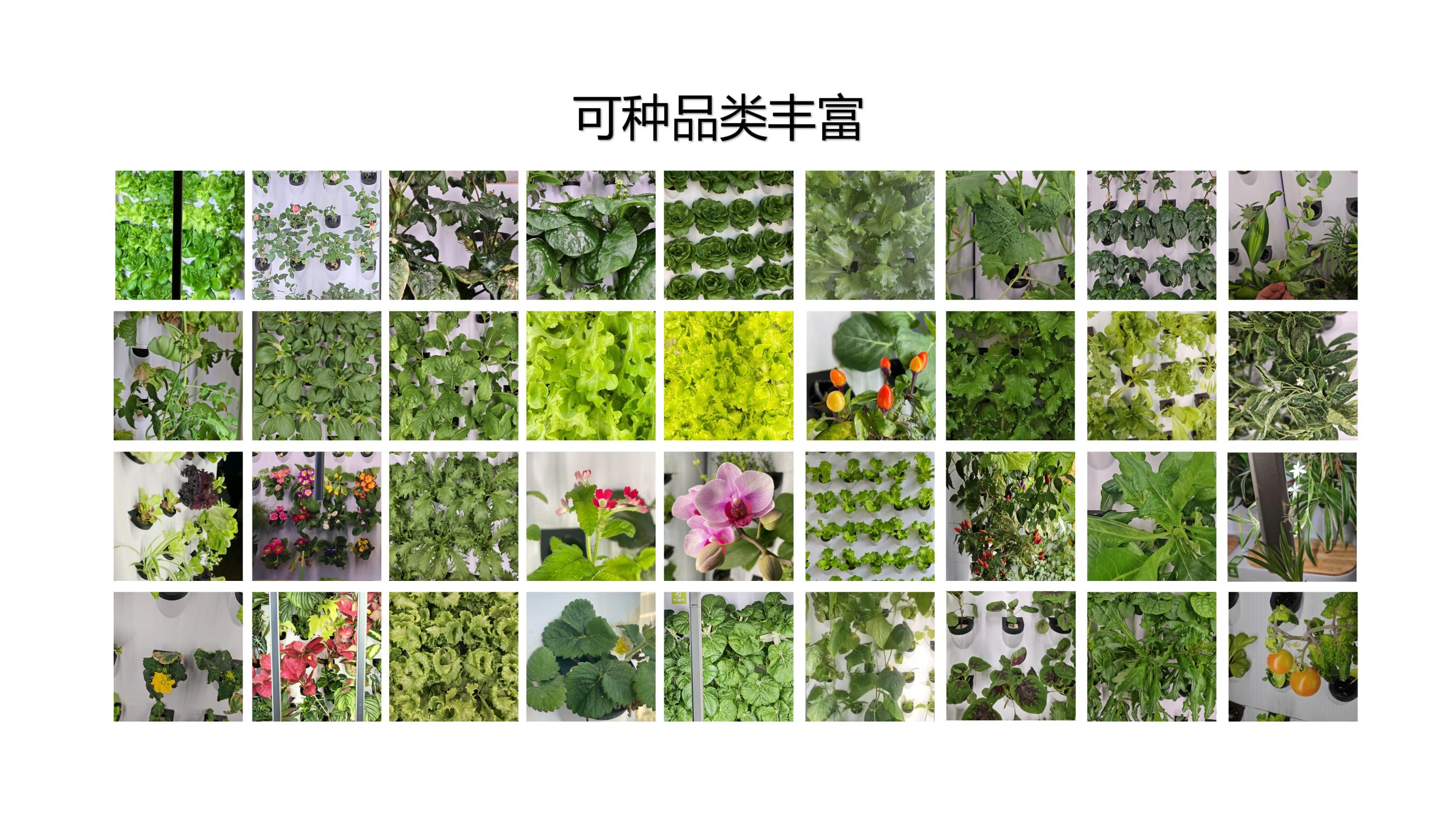 农副仓,无土栽培,室内种植,智能种植