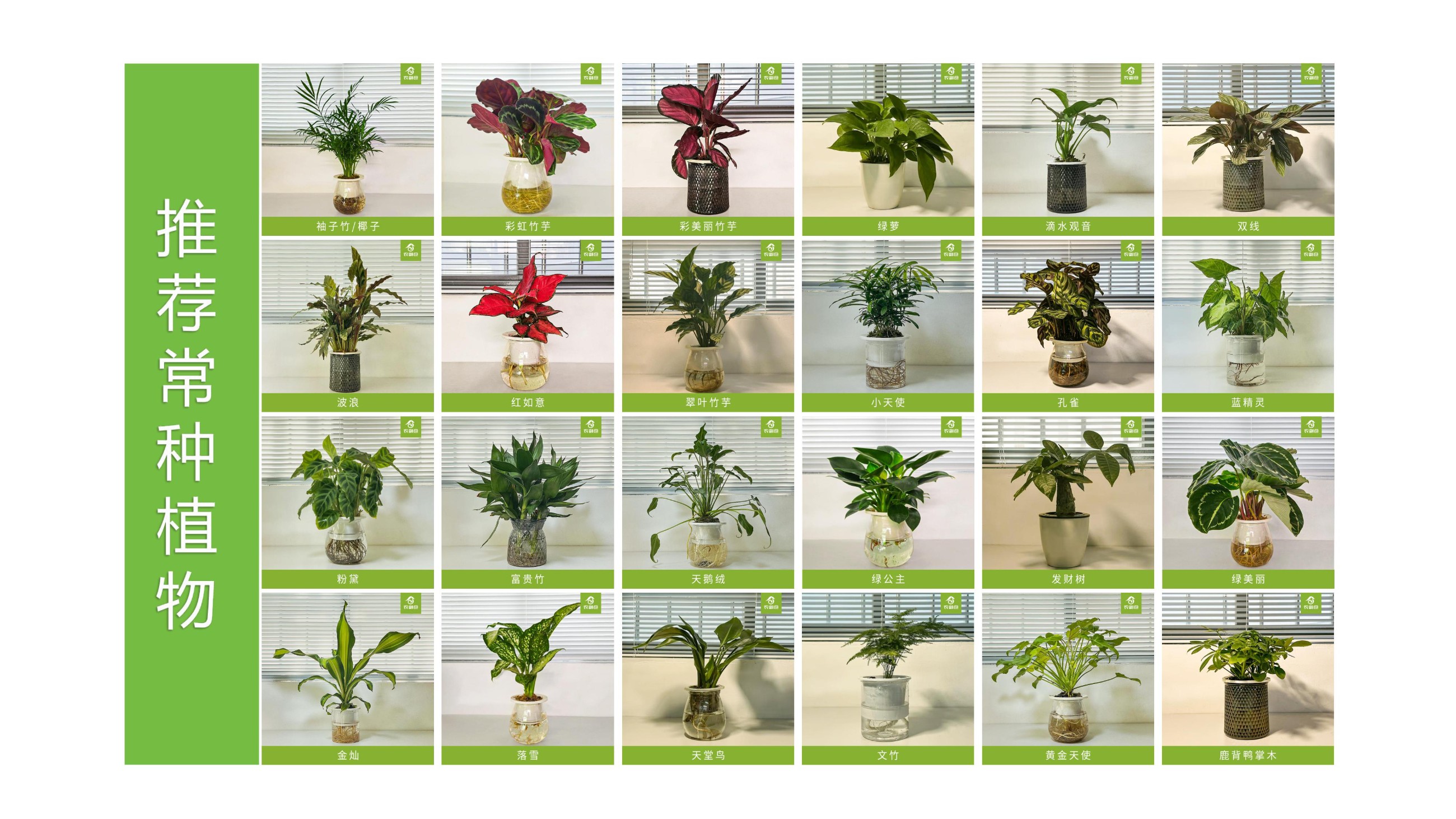 农副仓,无土栽培,室内种植,智能种植