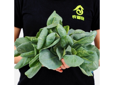 宝塔牛心甘蓝苗菜