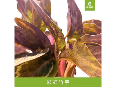 彩虹竹芋