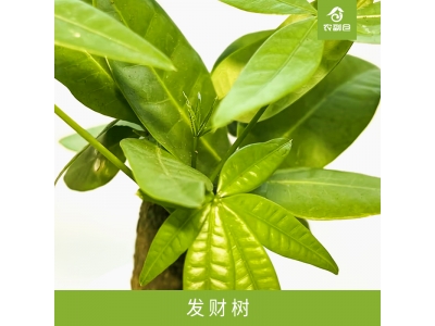 发财树
