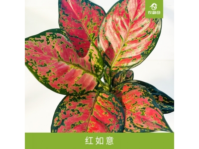 红如意