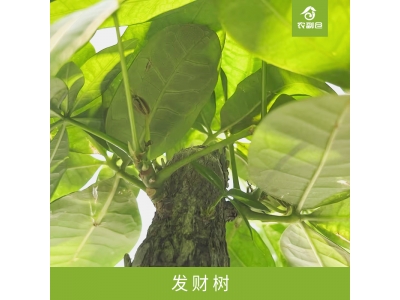 发财树