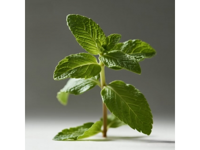 薄荷
