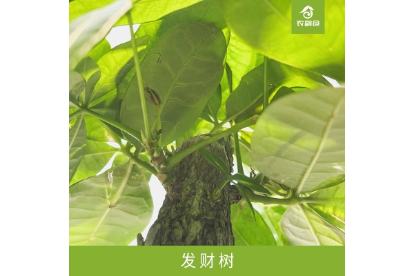 发财树